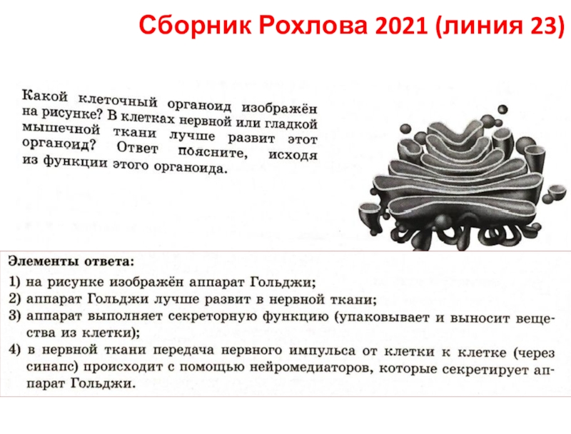 Сборник Рохлова 2021 (линия 23)