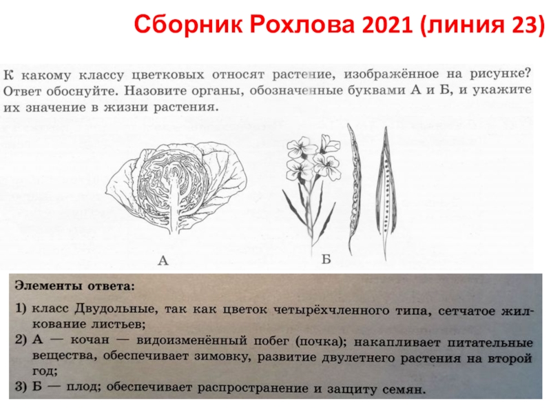 Сборник Рохлова 2021 (линия 23)