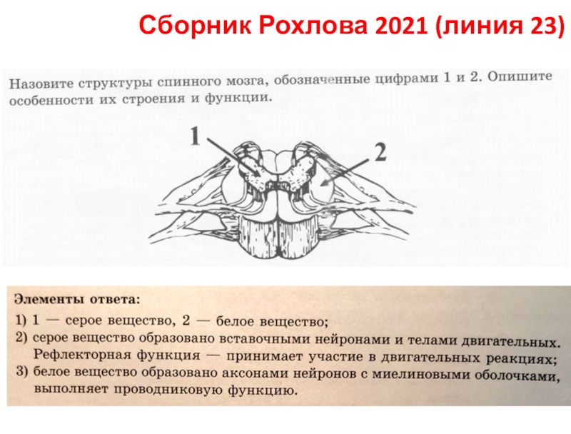 Сборник Рохлова 2021 (линия 23)