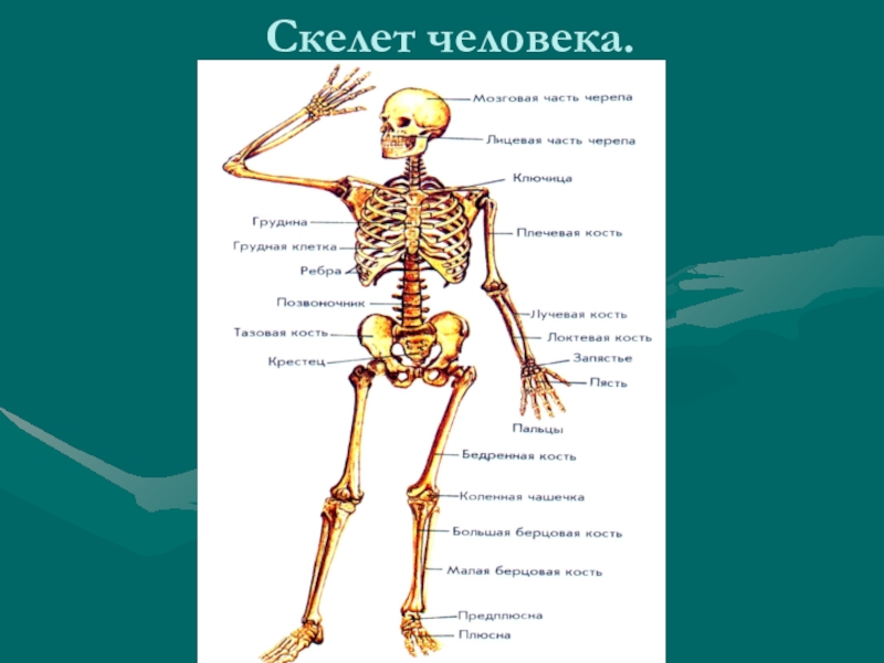 Скелет презентации проекта