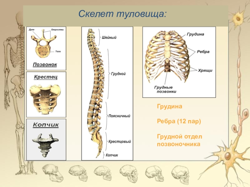 Скелет туловища человека анатомия рисунок с подписями