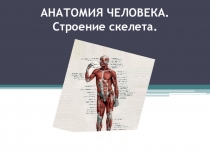 АНАТОМИЯ ЧЕЛОВЕКА. Строение скелета