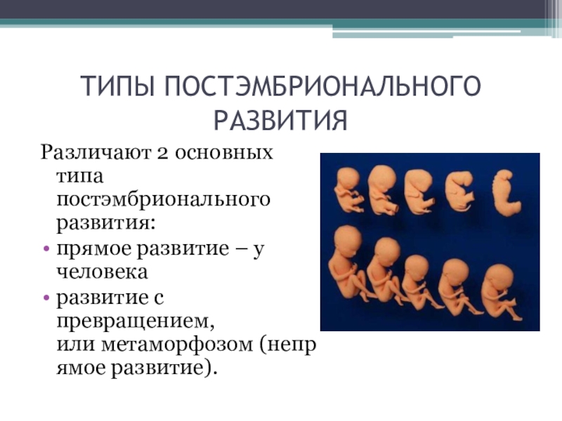 Онтогенез эмбриональное постэмбриональное