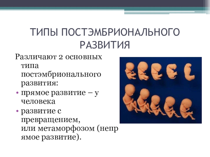 Типы развития человека. Постэмбриональное развитие человека. Периоды постэмбрионального развития человека. Типы постэмбрионального развития человека. Стадии постэмбрионального развития человека.