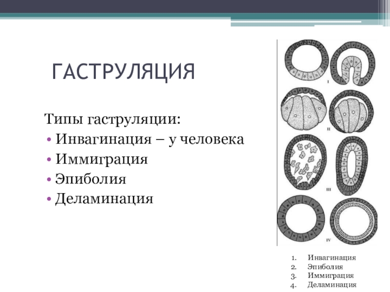 Гаструляция иммиграция рисунок