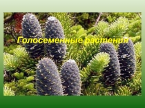 Голосеменные растения