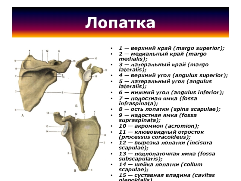 Лопатка строение фото