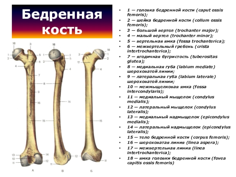 Бедренная кость на рисунке