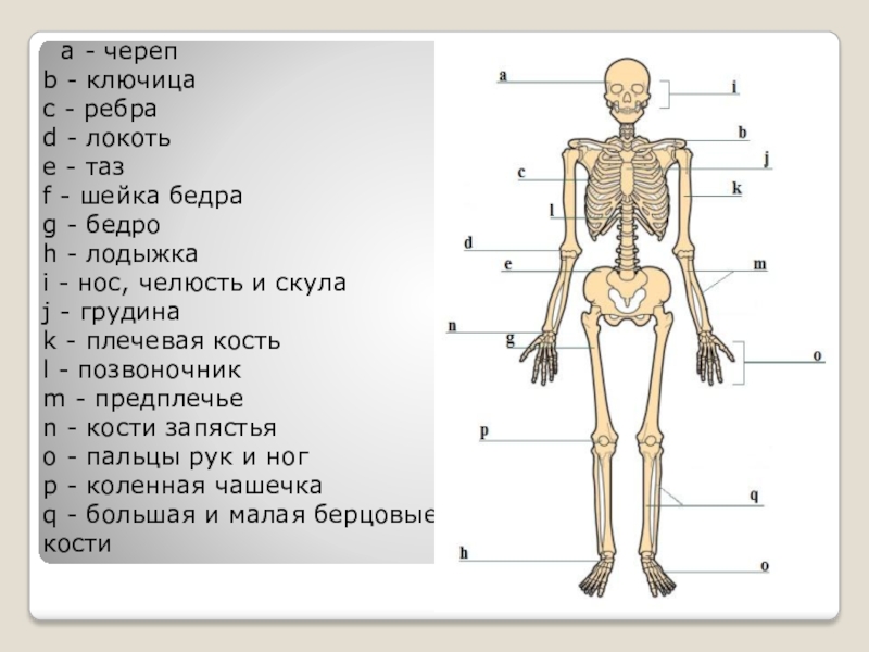 Какая из перечисленных костей. Принадлежность к одному из отделов скелета ключица.