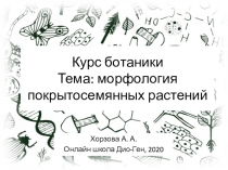 Курс ботаники Тема: морфология покрытосемянных растений
