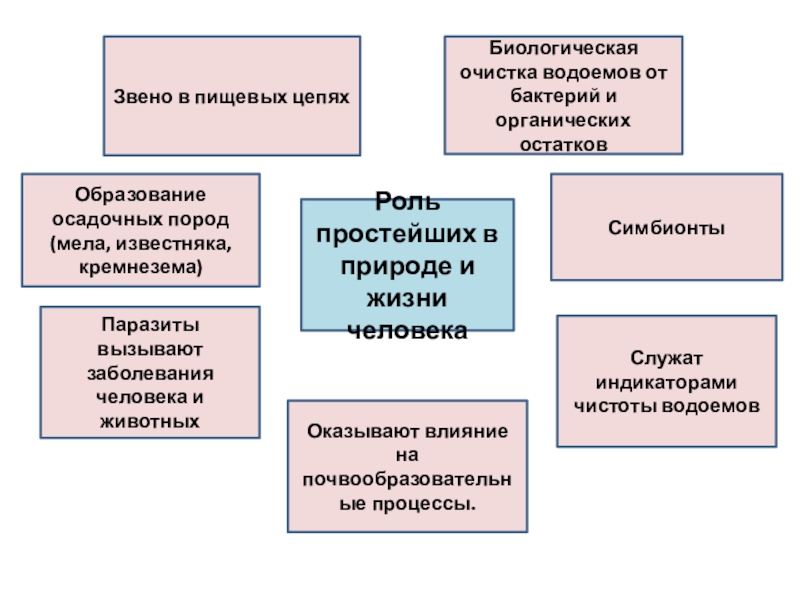 Роль простейших в жизни. Значение простейших в природе и жизни человека. Роль простейших в жизни человека. Роль простейших в природе. Роль простейших в природе и жизни человека.