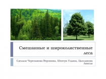 Смешанные и широколиственные леса