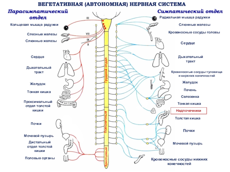 Медитация вегетативной системы. Вегетативная нервная система.