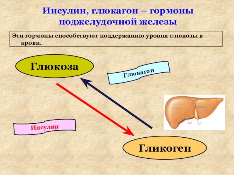 Гормоны поджелудочной железы презентация