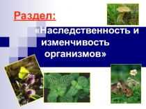 Раздел: