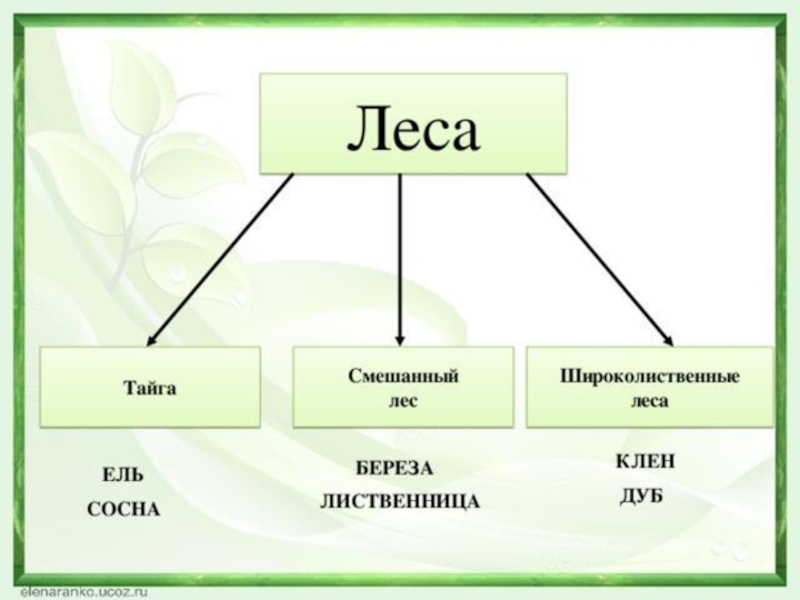 Тайга смешанный и широколистный лес