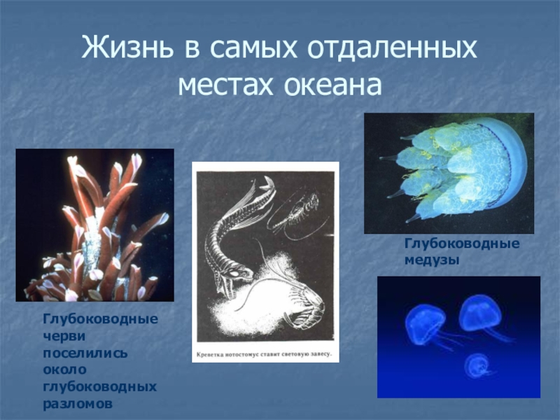 Жизнь в океане презентация