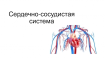 Сердечно-сосудистая система