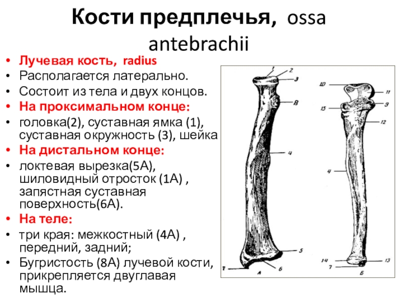 Лучевой кости предплечья