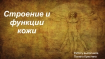 Строение и функции кожи