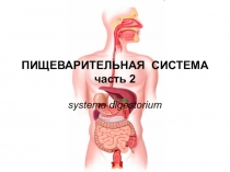 ПИЩЕВАРИТЕЛЬНАЯ  СИСТЕМА часть 2
systema digestorium