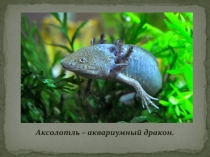 Аксолотль – аквариумный дракон