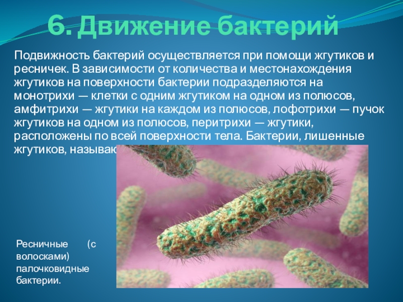 С помощью спор бактерии. Движение бактерий. Органы движения бактерий. Подвижность бактерий. Типы движения бактерий.