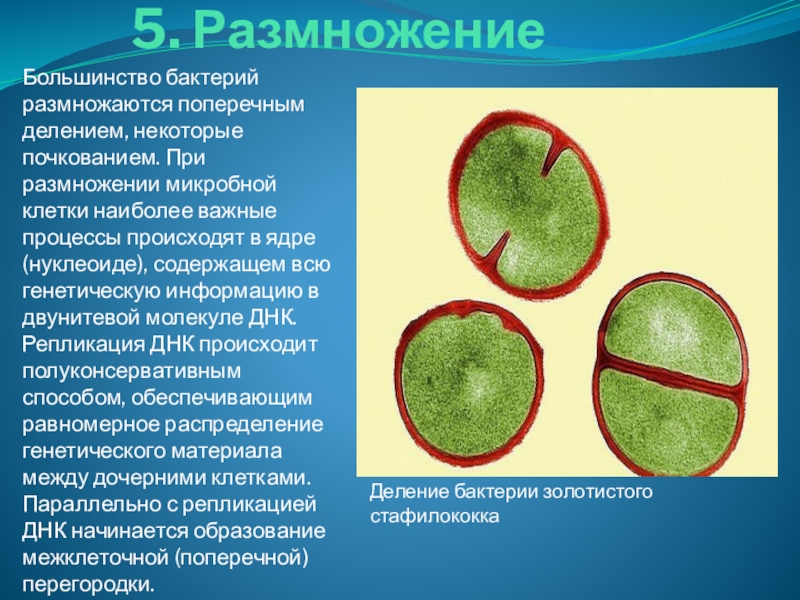 Размножение бактерий рисунок