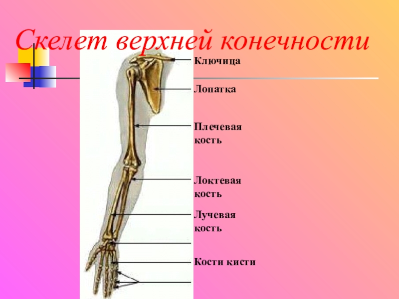 7 скелет конечностей. Кости верхней конечности лучевая кость. Скелет верхней конечности плечевая кость. Название верхних конечностей человека. Плечевая локтевая и лучевая кости.