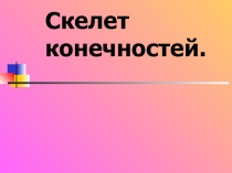 Скелет конечностей