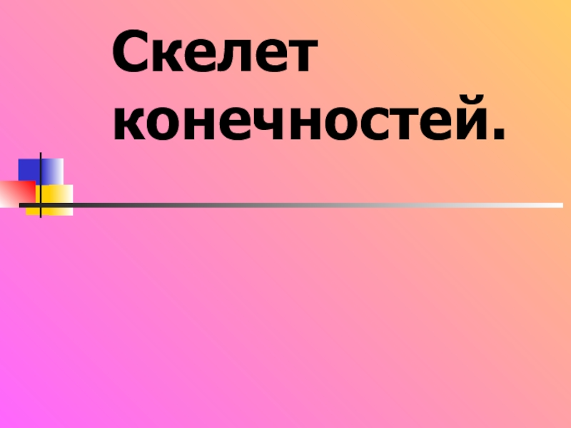 Скелет конечностей