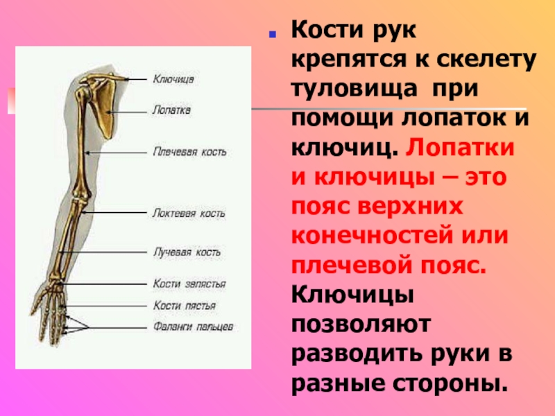 Скелет руки человека фото с описанием костей