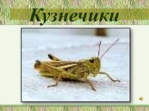 Кузнечики