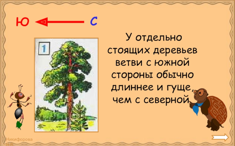 С обычной стороны. У отдельно стоящего дерева ветви с Южной стороны гуще и длиннее. У отдельно стоящего дерева. С Южной стороны ветви у отдельно стоящих деревьев.... Отдельно стоящие деревья ветви с Южной стороны.