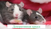 Декоративная крыса