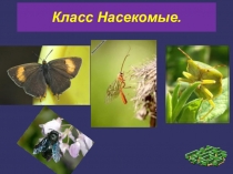 Класс Насекомые