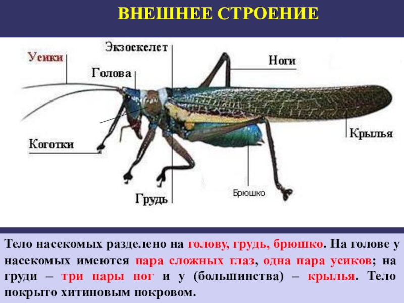 Какие части насекомого являются рычагами презентация