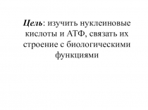 Цель : изучить нуклеиновые кислоты и АТФ, связать их строение с биологическими