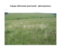 Среда обитания растений - фитоценозы