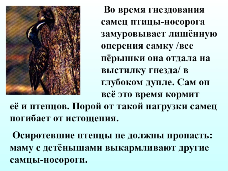 Презентация забота о потомстве