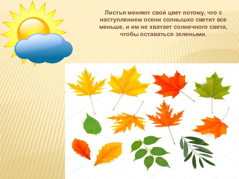 Отчего изменяется окраска листьев. Листья меняют цвет. Почему листья меняют цвет осенью для дошкольников. Окраска листьев. Меняется окрас листьев.