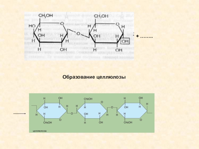 Схема образования целлюлозы