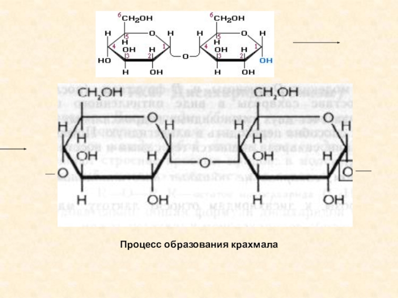 Схема образования крахмала