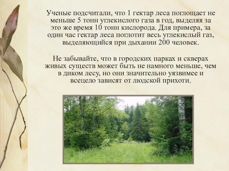 Итоговое сочинение жить в гармонии с природой. За 1 Солнечный день 1 гектар леса поглощает из воздуха.