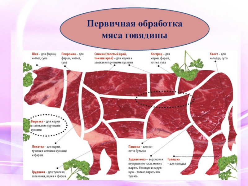 Презентация Первичная обработка мяса говядины
