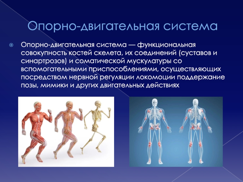 Опорно двигательная система. Опорно-двигательный аппарат презентация. Опорно двигательный аппарат доклад. Двигательная функциональная система.