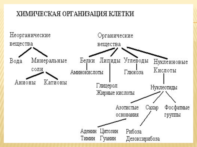 Химический состав клетки схема