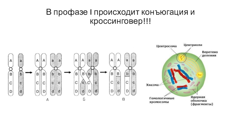 Конъюгация и кроссинговер в клетках животных происходят. Конъюгация и обмен участками гомологичных хромосом происходит в. Профаза кроссинговер Конью. Конъюгация хромосом рисунок. Конъюгация хромосом в мейозе.