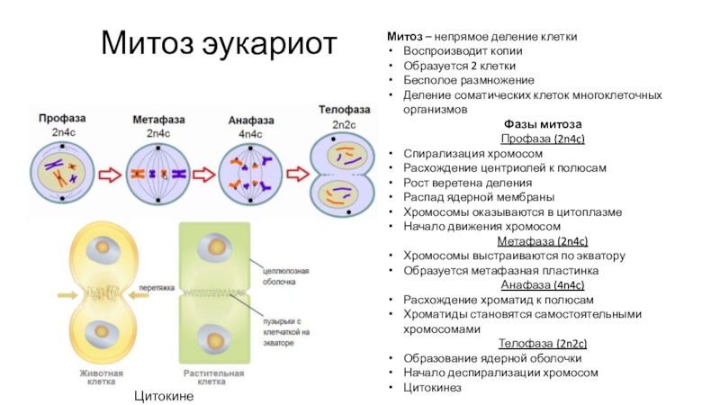Жизненный цикл соматической клетки. Митоз Непрямое деление клетки. Митоз — Непрямое деление соматических клеток эукариот. Способ деления клетки эукариот. Процесс деления эукариотической клетки кратко.