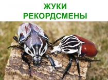 ЖУКИ
РЕКОРДСМЕНЫ